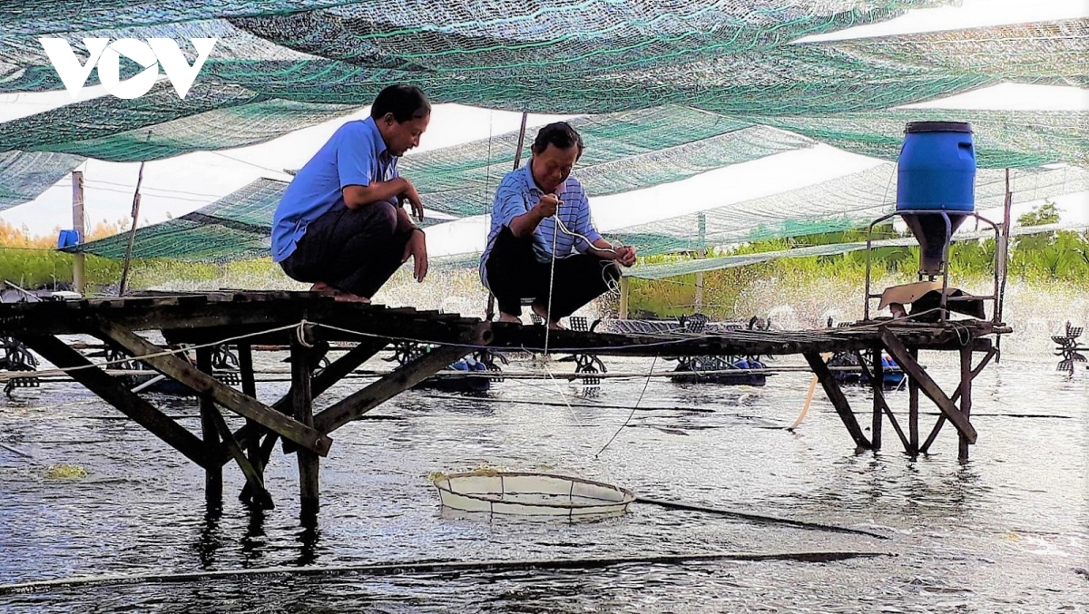 Cải tiến các mô hình, tổ chức lại sản xuất để nuôi tôm hiệu quả